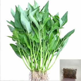 Vegetable Seeds,Seed Varieties For Planting,Home Garden Vegetables (Option: Green)
